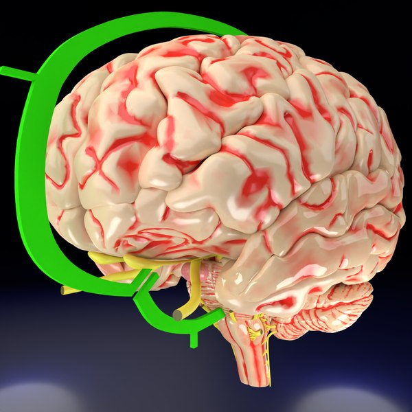 modelo 3d Sistema nervioso central corteza límbico ganglios basales tallo  cerebel modelo 3d - TurboSquid 2007595