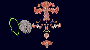 Central nervous system cortex limbic basal ganglia stem cerebel 3D model