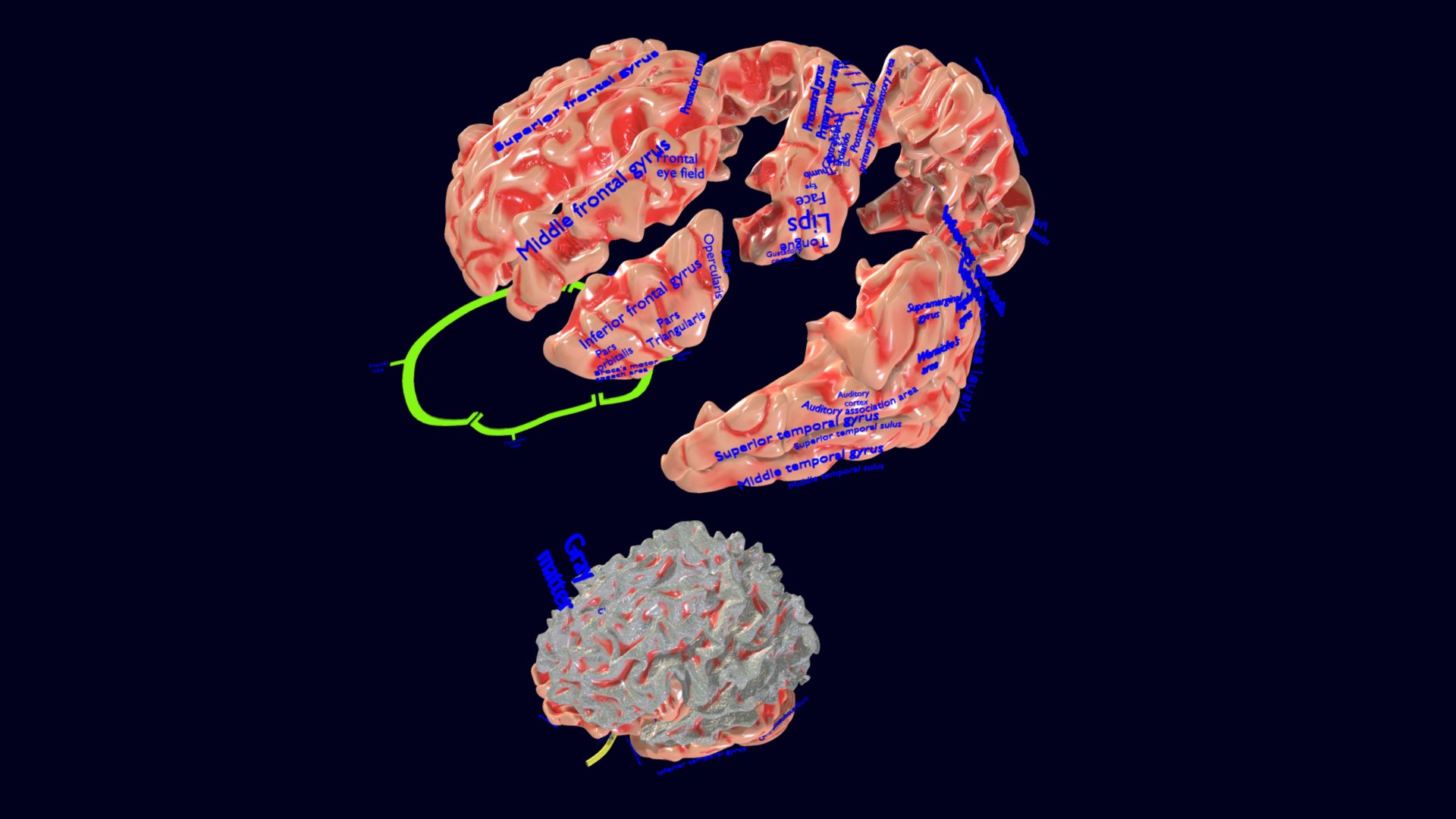 Central nervous system cortex limbic basal ganglia stem cerebel 3D ...