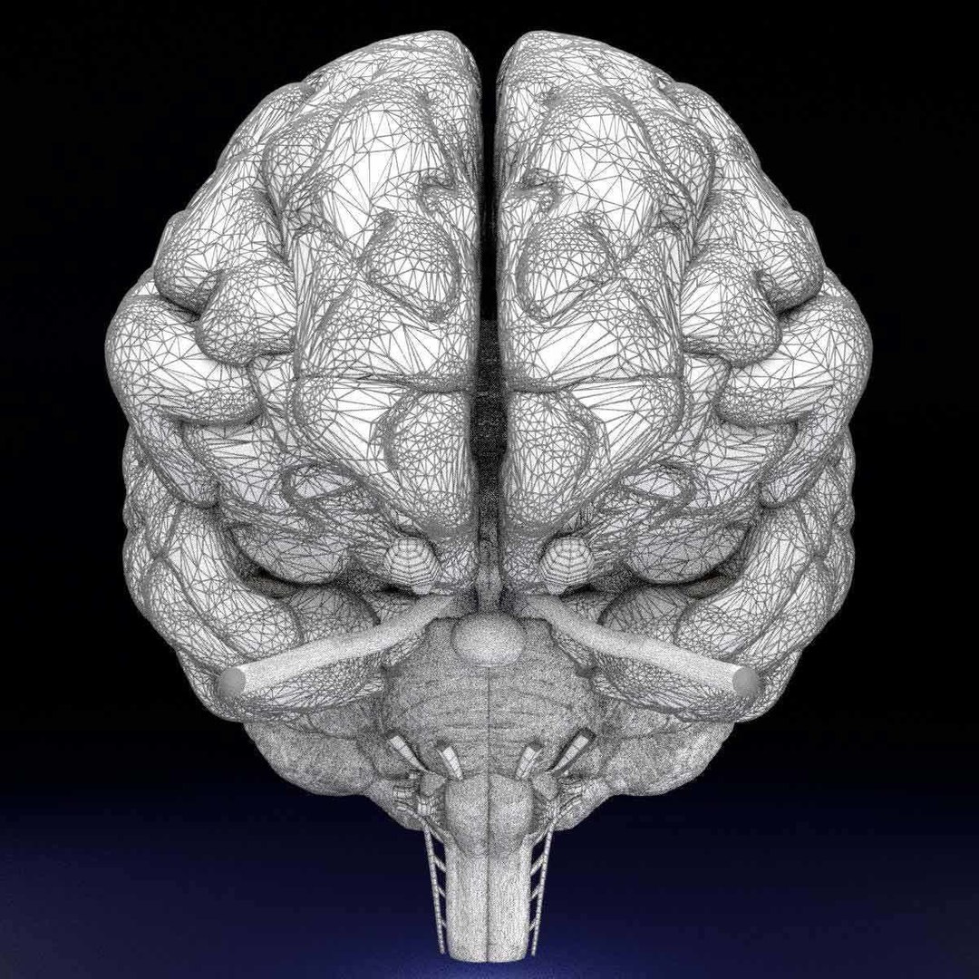 Central nervous system cortex limbic basal ganglia stem cerebel 3D ...