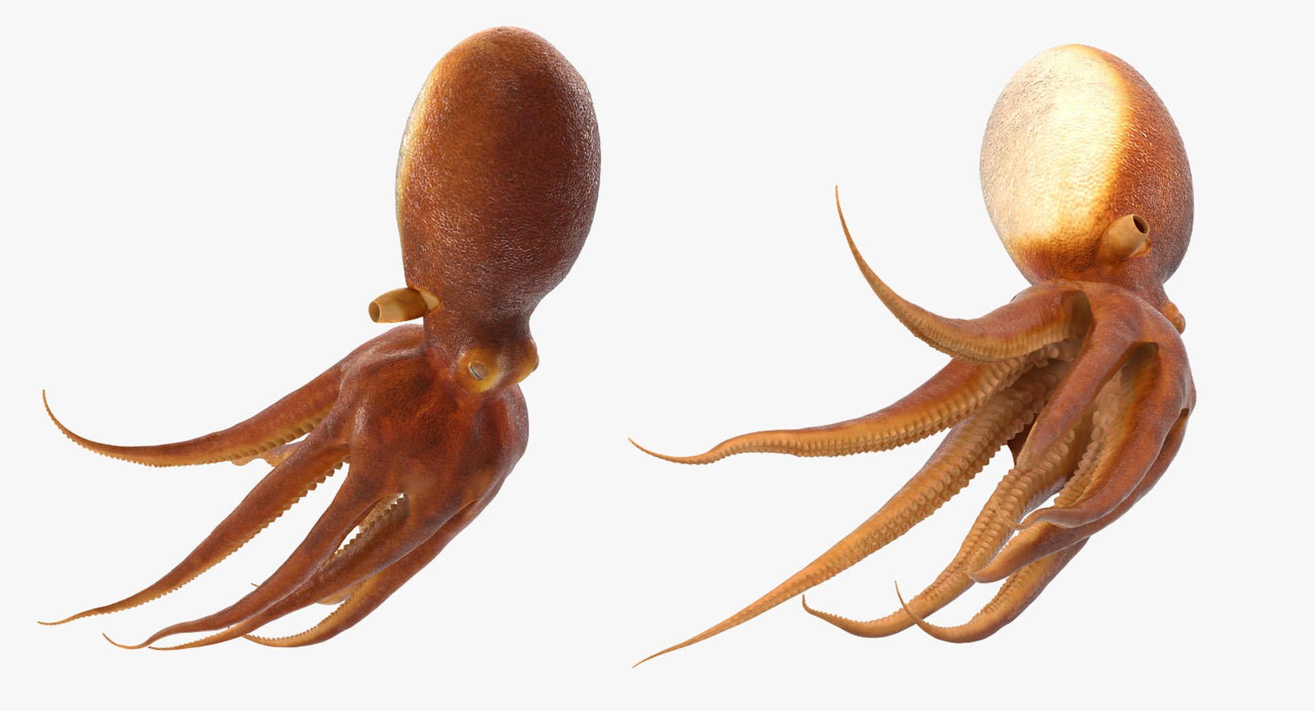 3d Common Octopus Rigged