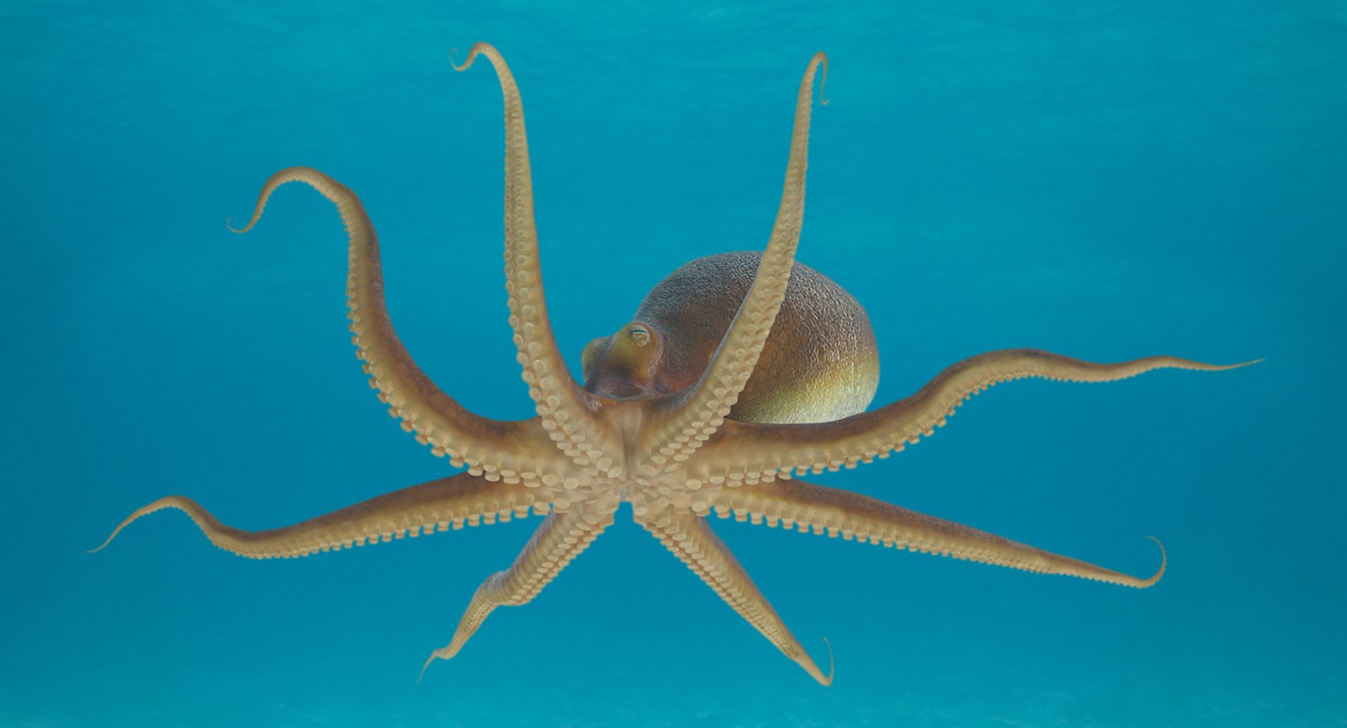 3d Common Octopus Rigged