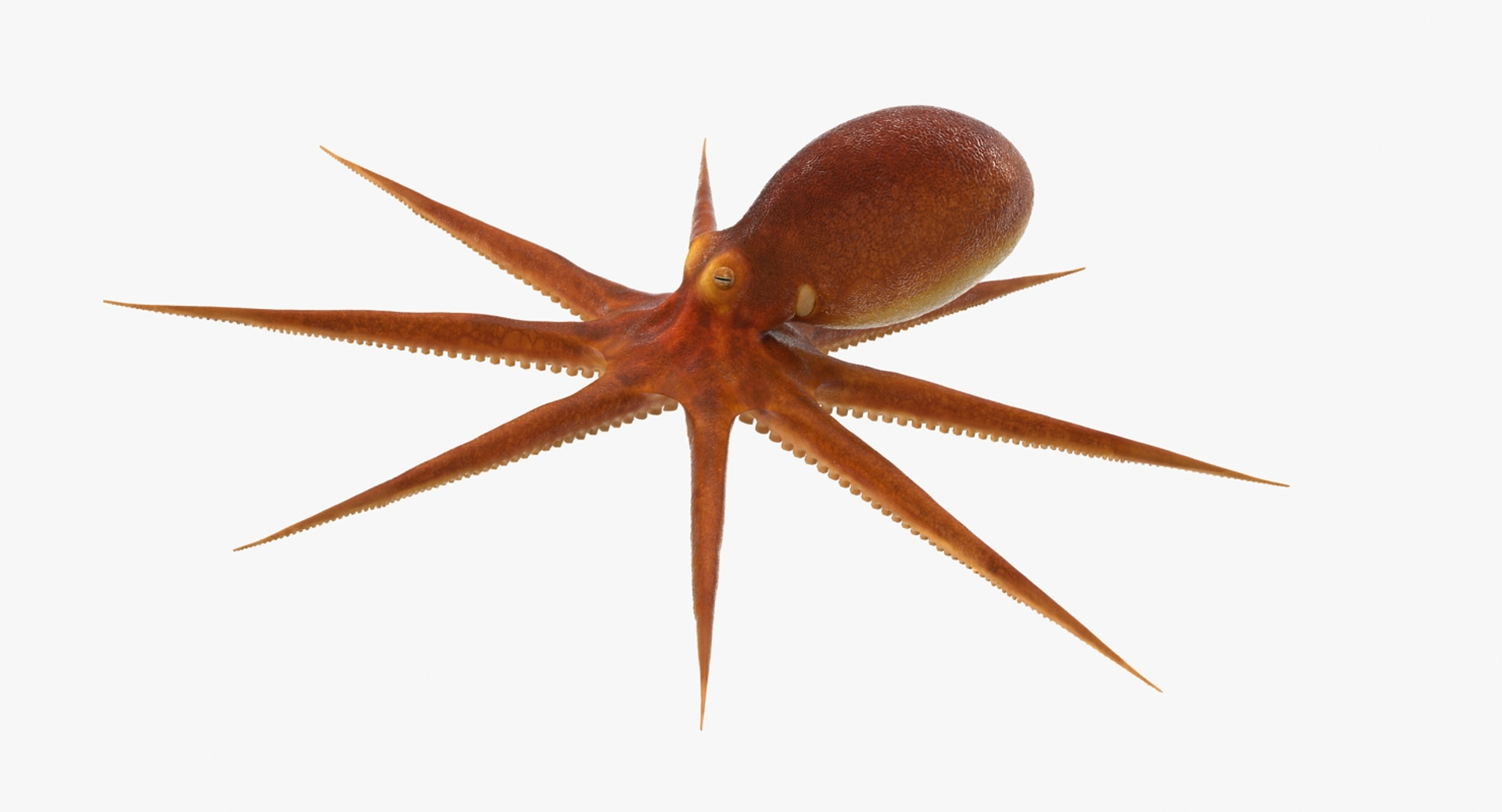 3d Common Octopus Rigged