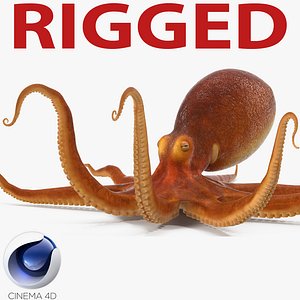 3d common octopus rigged