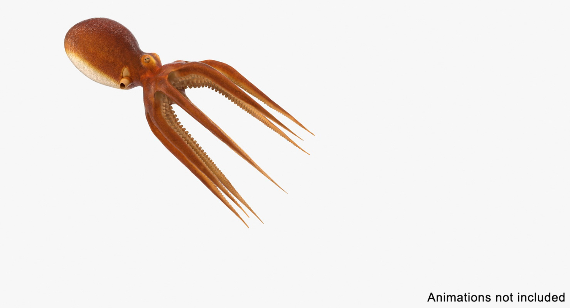 3d Common Octopus Rigged