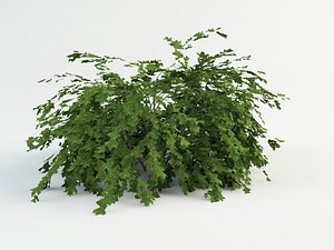Stephanandra