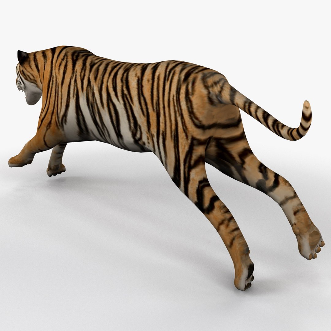 3d Tiger 2 Rigged Animal Model