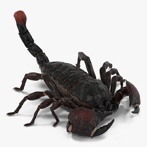 max black scorpion pose 3