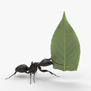 Ant Carrying Leaf Fur Animated Rigged For Blender