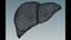 Hepatitis  liver disease digestive system organs