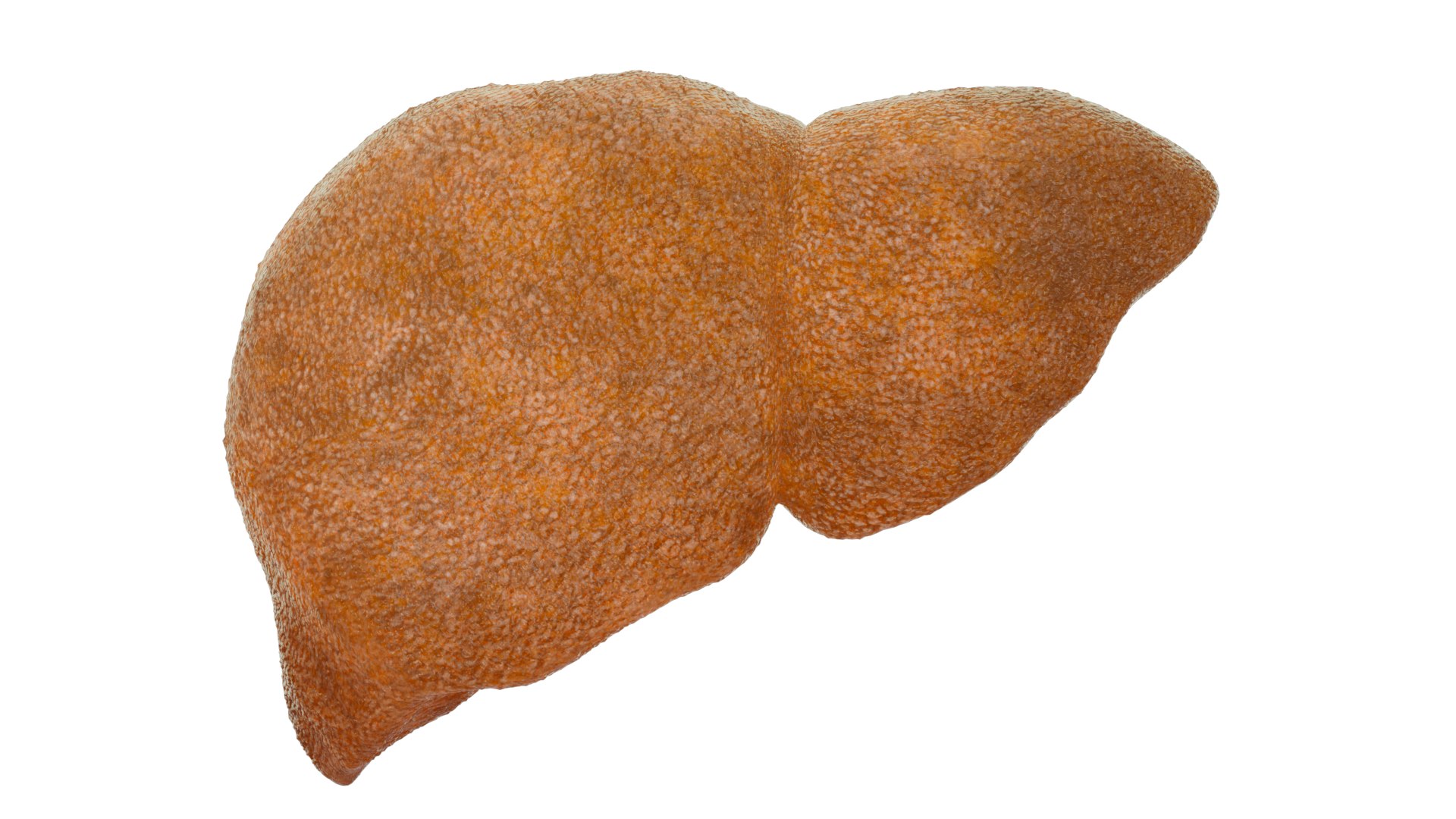 3D model Hepatitis  liver disease digestive system organs https://p.turbosquid.com/ts-thumb/VB/z6bJpM/iP/gan_00/png/1770443180/1920x1080/fit_q87/16990e5b9f445697b527532ca60aac0b921a66b0/gan_00.jpg