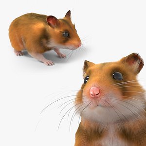 3D Golden Hamster Rodent Idle Animated Fur Rigged For Blender