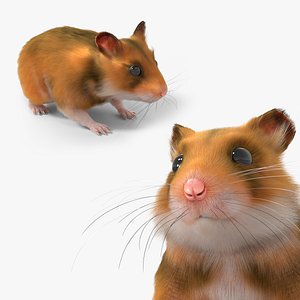 Golden Hamster Rodent Idle Animated Fur Rigged For Blender