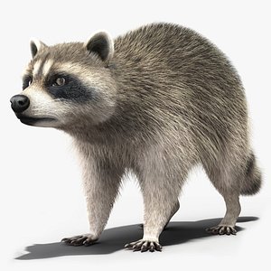 Raccoon Fur Rigged 3D model