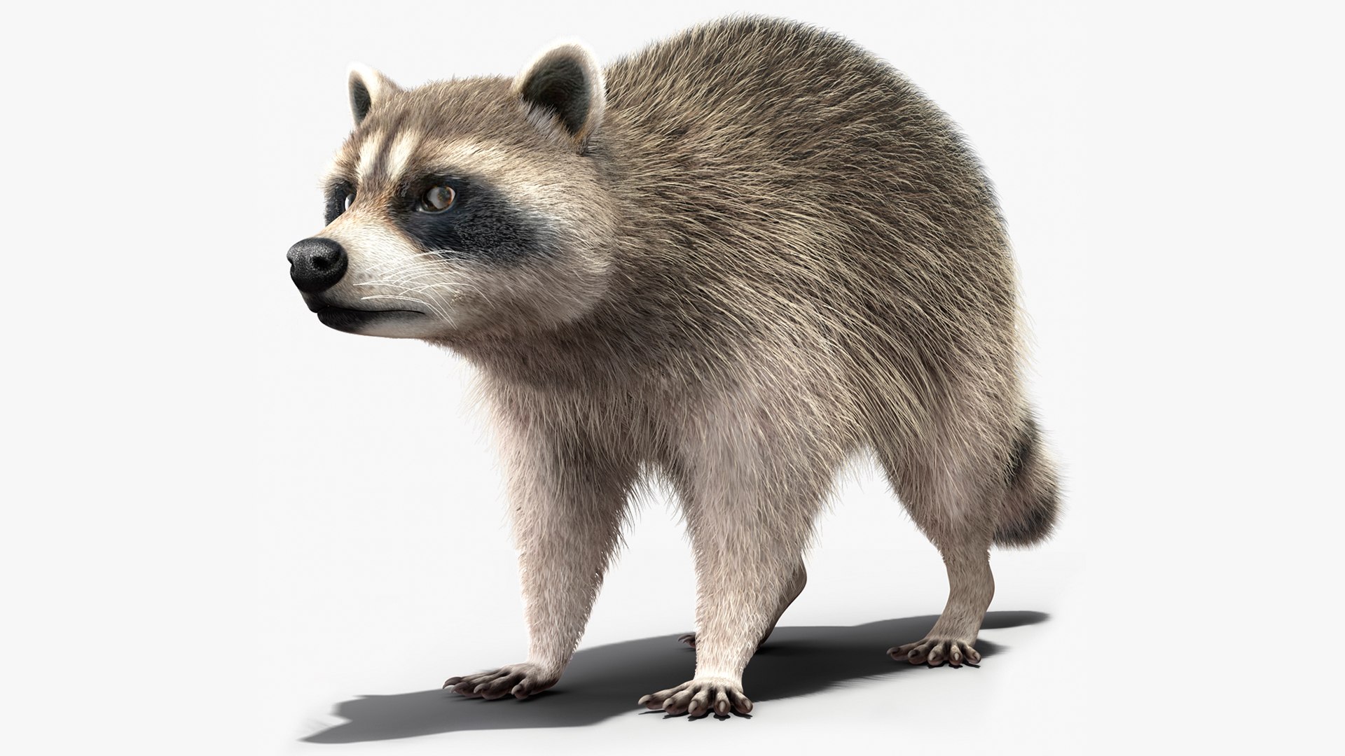 Raccoon Fur Rigged 3D model preview