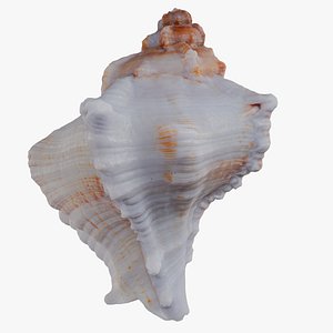 White Frog Shell Bursa Granularis Shell 54 model