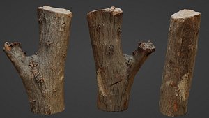 3D Scan Trunk Model
