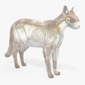 body skeleton nerves static 3D model
