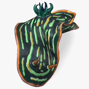 Kubaryana Sea Slug