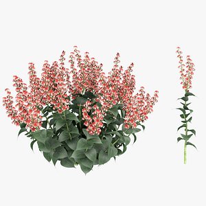 3d Salvia Flower Model 3D model