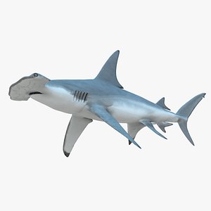 male great hammerhead shark 3d model
