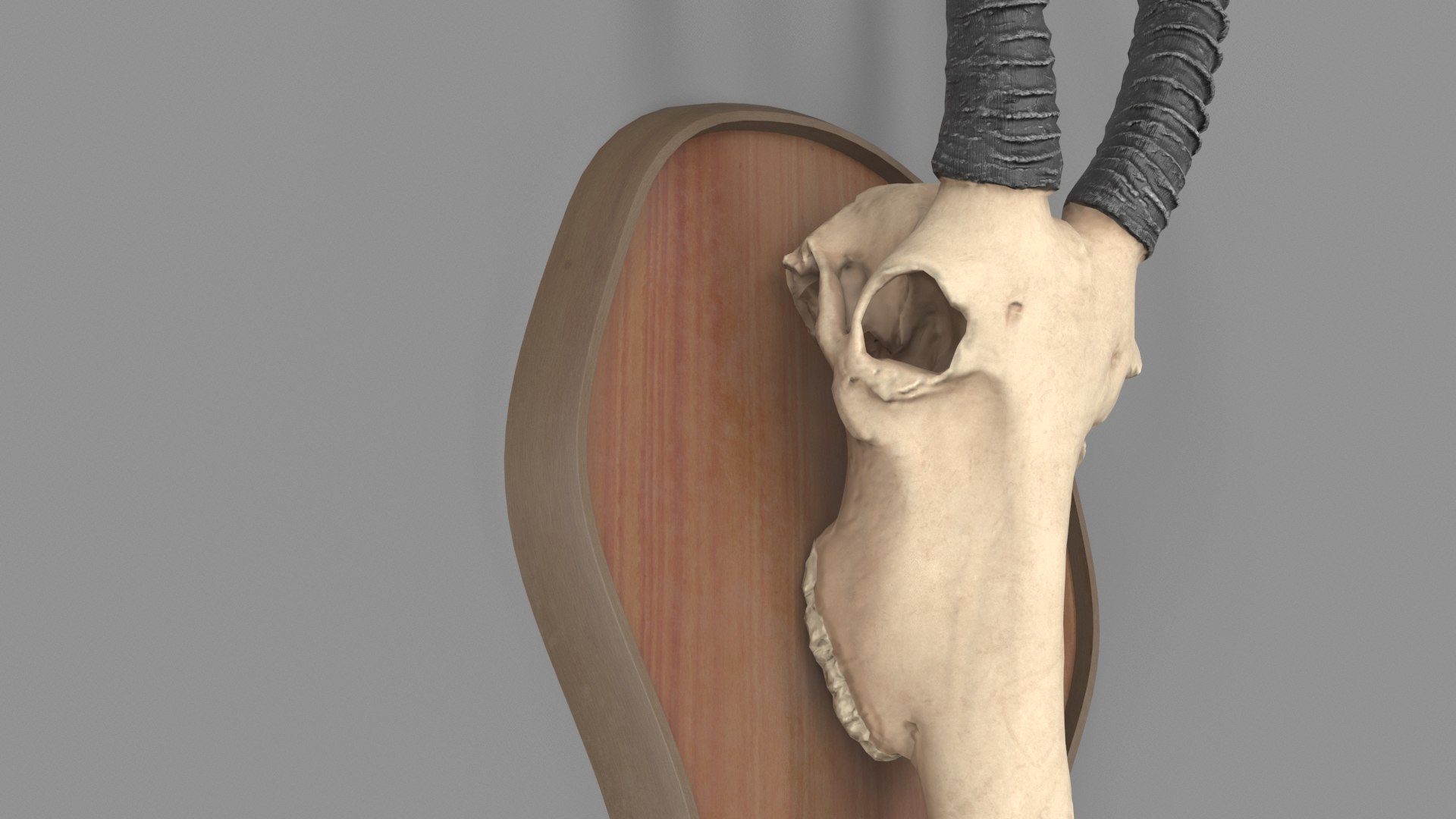 Antelope Skull 3D Model - TurboSquid 1453331