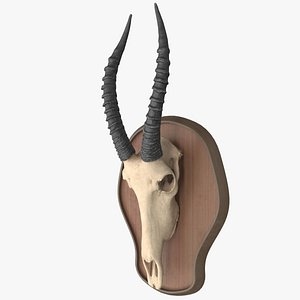 antelope skull 3D model