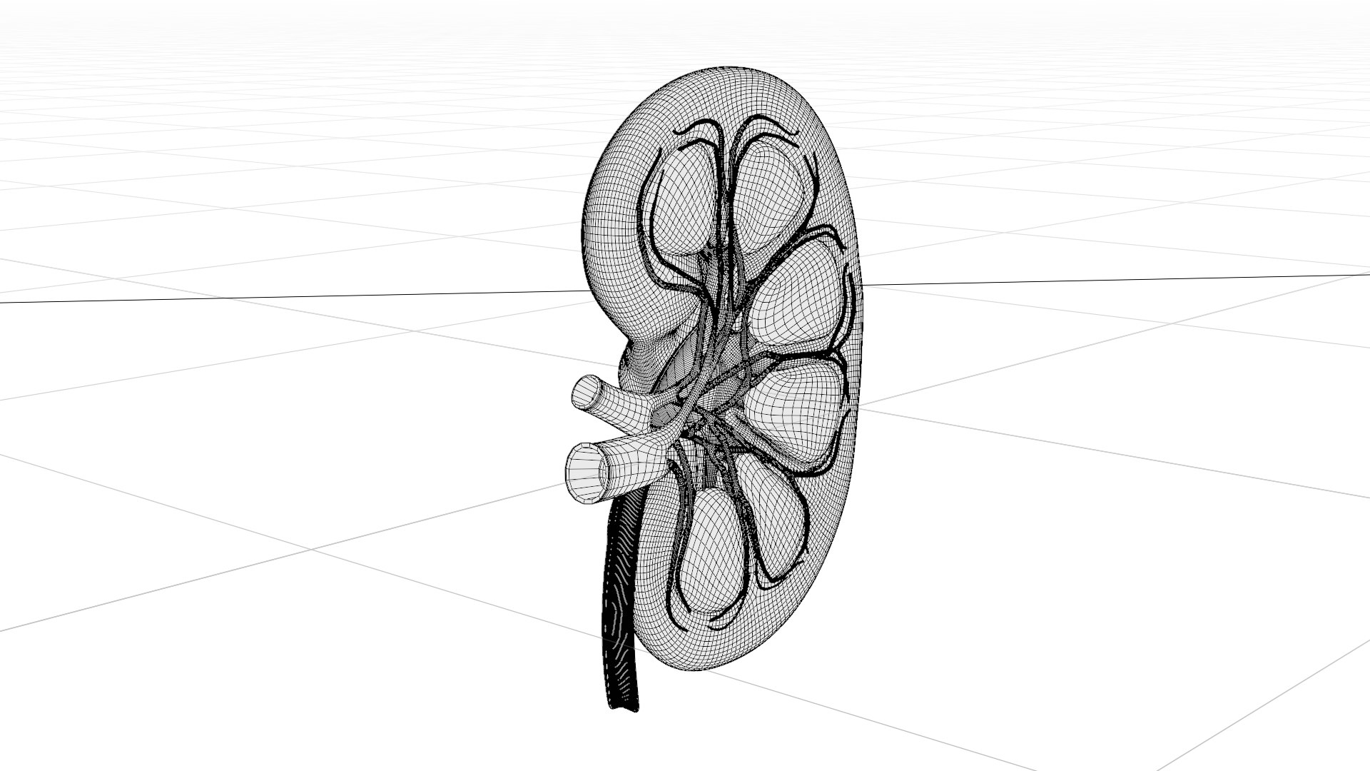 3D model Kidney Anatomy cut away https://p.turbosquid.com/ts-thumb/VD/8acP0u/0L/w2/png/1757794033/1920x1080/fit_q87/2acef8db4442e1125c7fb4e823afa9c283b85fe7/w2.jpg