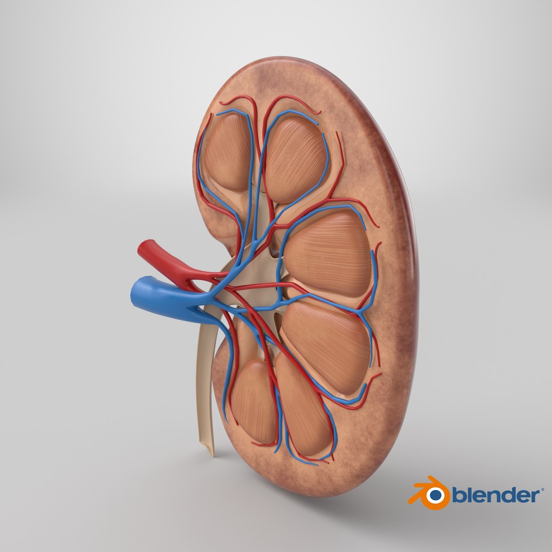 3D model Kidney Anatomy cut away https://p.turbosquid.com/ts-thumb/VD/8acP0u/0t/stemcell_blender_cycles_render/png/1757932551/1920x1080/fit_q87/b6b8360f97c9673e3439c59d61566e69cfd59d33/stemcell_blender_cycles_render.jpg