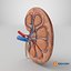 Kidney Anatomy cut away