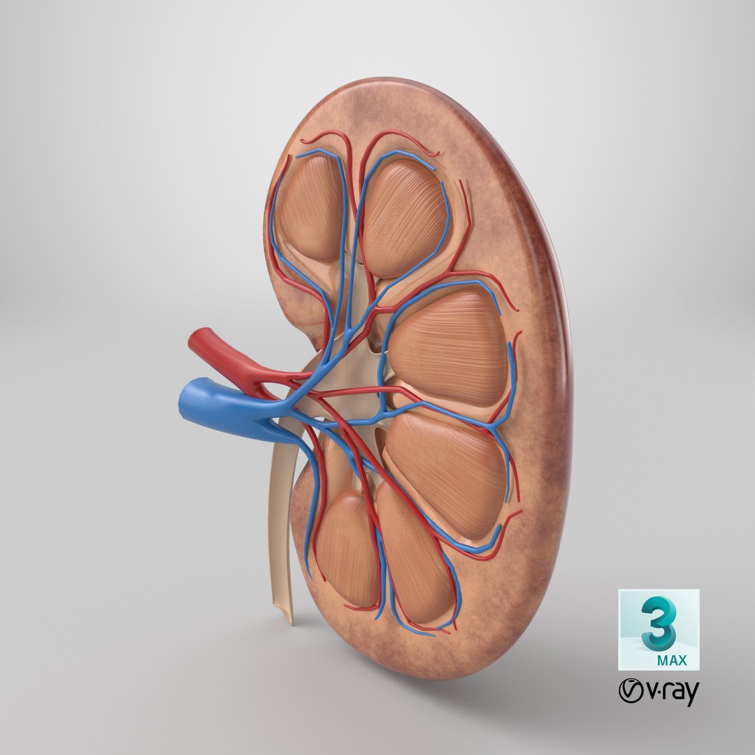 3D model Kidney Anatomy cut away https://p.turbosquid.com/ts-thumb/VD/8acP0u/1O/stemcell_max_vray_render/png/1757932560/1920x1080/fit_q87/1eb8418f219b00948fddefa4135ba8468d334aca/stemcell_max_vray_render.jpg