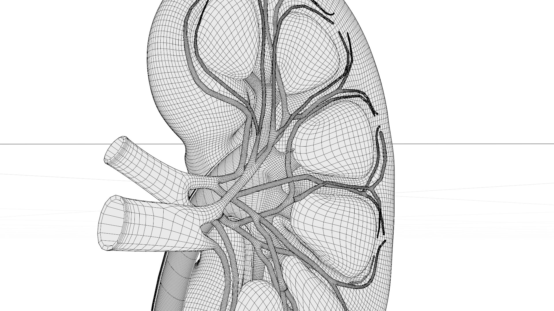 3D model Kidney Anatomy cut away https://p.turbosquid.com/ts-thumb/VD/8acP0u/65/w5/png/1757794035/1920x1080/fit_q87/6ba0c1131315dd9be7e0694f7de80ff1c5797b28/w5.jpg