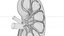 Kidney Anatomy cut away