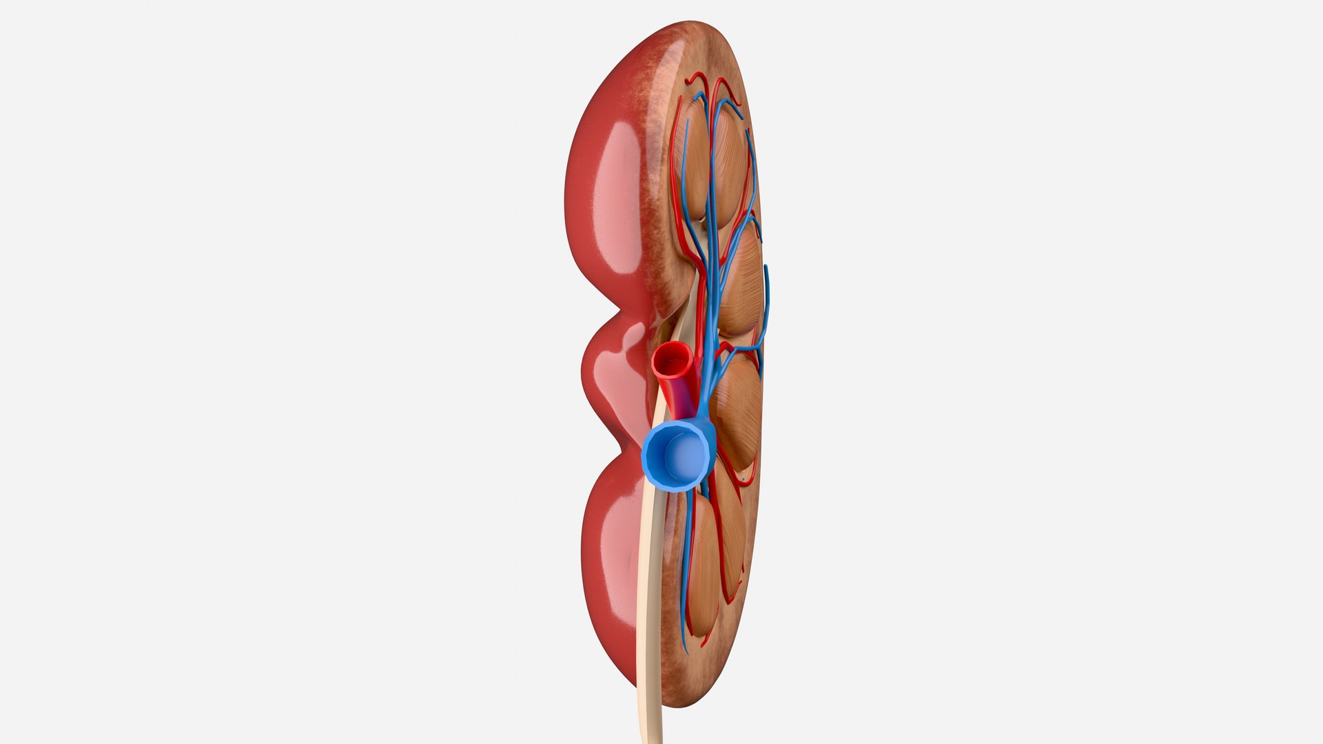 3D model Kidney Anatomy cut away https://p.turbosquid.com/ts-thumb/VD/8acP0u/81/0007/png/1757793998/1920x1080/fit_q87/4f6f4172922723d39bde7ea5886defc46e3bcd10/0007.jpg