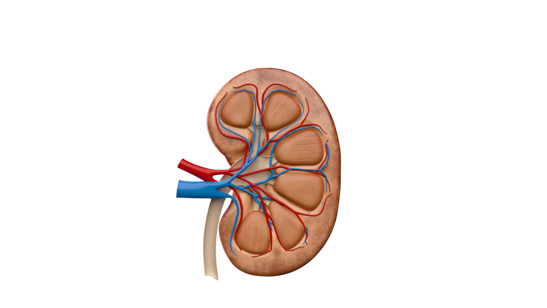 3D model Kidney Anatomy cut away https://p.turbosquid.com/ts-thumb/VD/8acP0u/Ec/0001/png/1757794417/1920x1080/turn_fit_q99/eb6260089eb1e465405f148c09041e29bb1c6fe1/0001-1.jpg