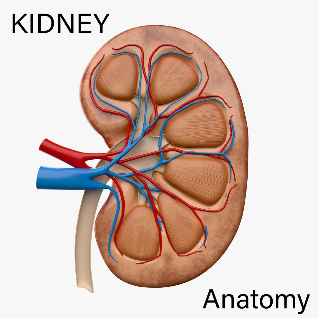 3D model Kidney Anatomy cut away https://p.turbosquid.com/ts-thumb/VD/8acP0u/HR/r_cover/png/1757793995/1920x1080/fit_q87/4b18fbadc1558fc370f0ff687365103c5a8bae12/r_cover.jpg