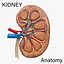 Kidney Anatomy cut away