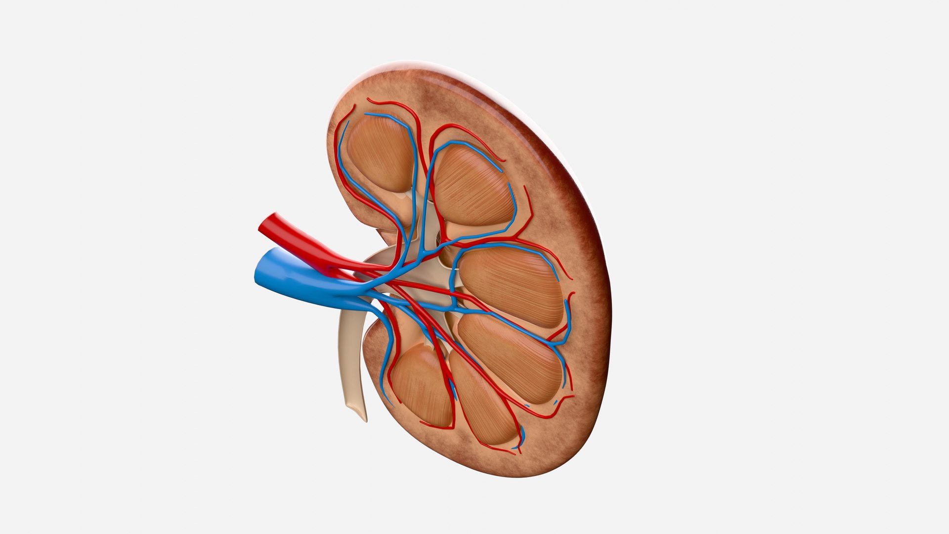 3D model Kidney Anatomy cut away https://p.turbosquid.com/ts-thumb/VD/8acP0u/UJ/0005/png/1757793993/1920x1080/fit_q87/2a111f99707e15928ca5a2f327197a26de94ec56/0005.jpg