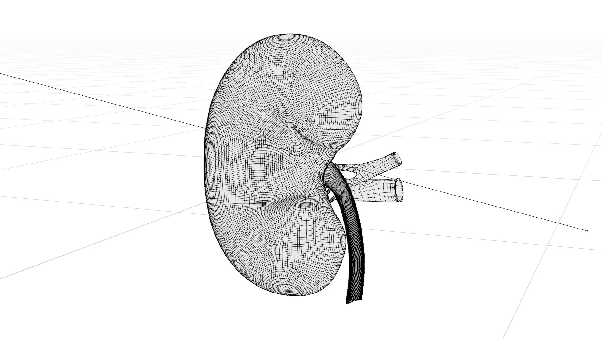 3D model Kidney Anatomy cut away https://p.turbosquid.com/ts-thumb/VD/8acP0u/UP/w3/png/1757794033/1920x1080/fit_q87/4cae687d77cc876d76dbac8304894191e3969979/w3.jpg