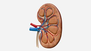 Kidney Anatomy cut away