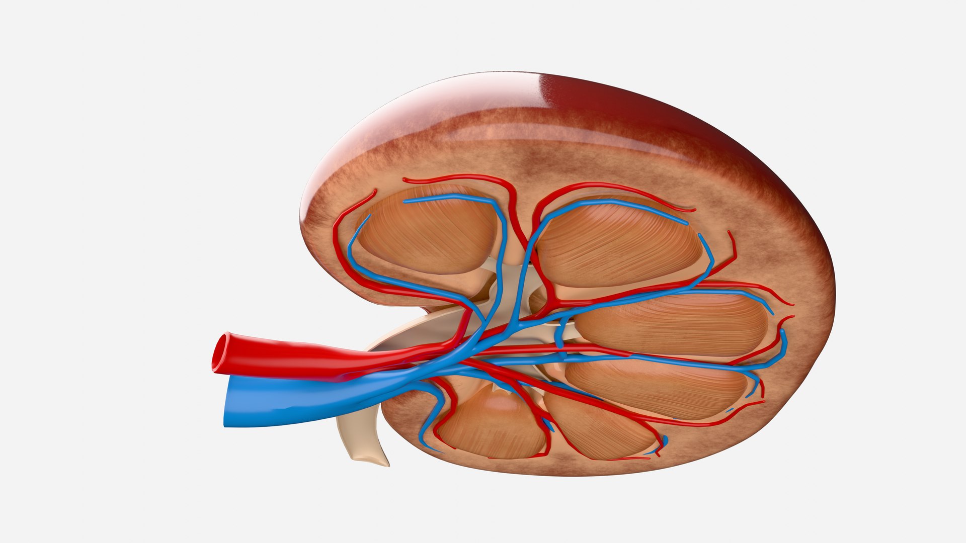 3D model Kidney Anatomy cut away https://p.turbosquid.com/ts-thumb/VD/8acP0u/Y2/0008/png/1757793996/1920x1080/fit_q87/94f661ce48d64c227abbd1bdb2b8b184609a9629/0008.jpg