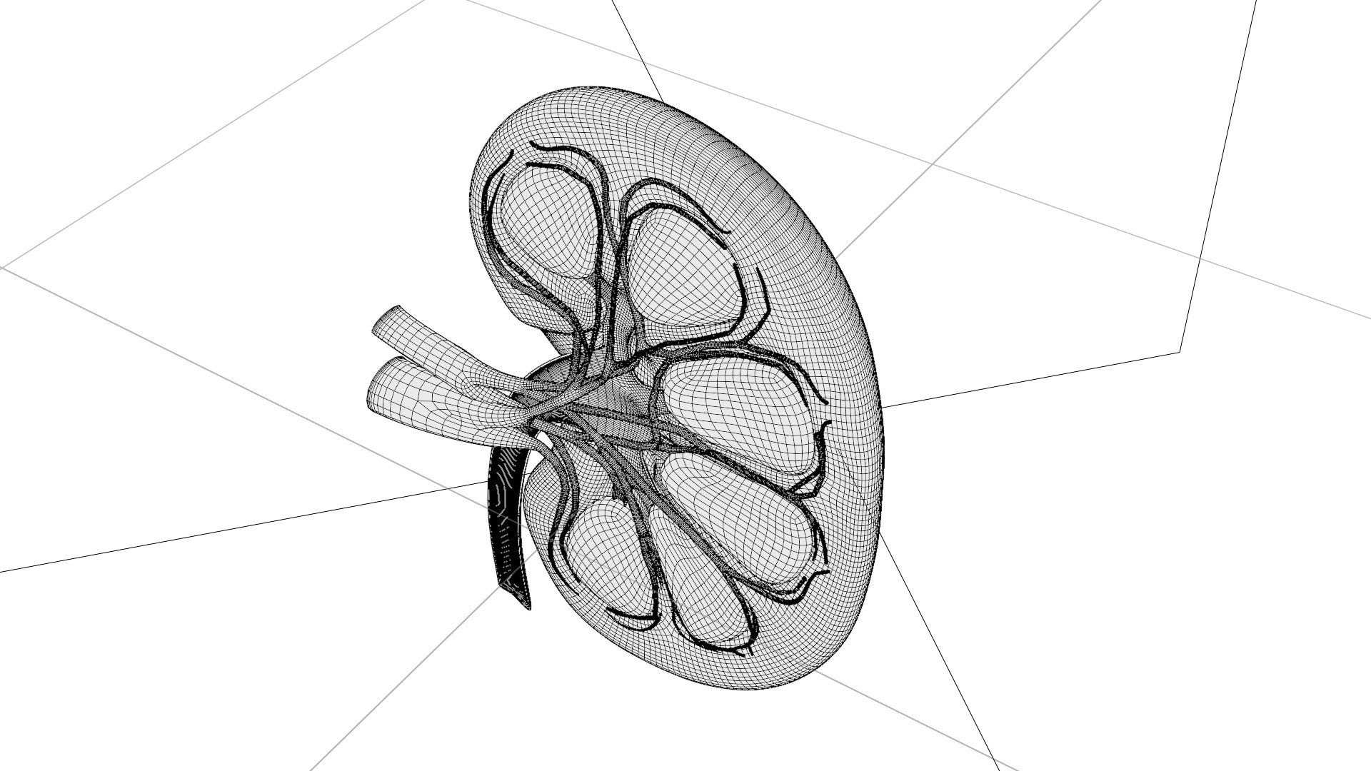 3D model Kidney Anatomy cut away https://p.turbosquid.com/ts-thumb/VD/8acP0u/de/w4/png/1757794034/1920x1080/fit_q87/736001b70137e754e11b524827def7520e631709/w4.jpg