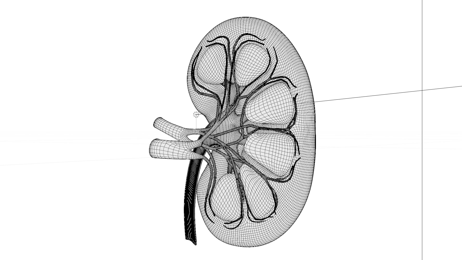 3D model Kidney Anatomy cut away https://p.turbosquid.com/ts-thumb/VD/8acP0u/iU/w1/png/1757794033/1920x1080/fit_q87/201542bc8d5f2f149dc2b237a950612a1f79d88e/w1.jpg