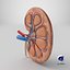 Kidney Anatomy cut away