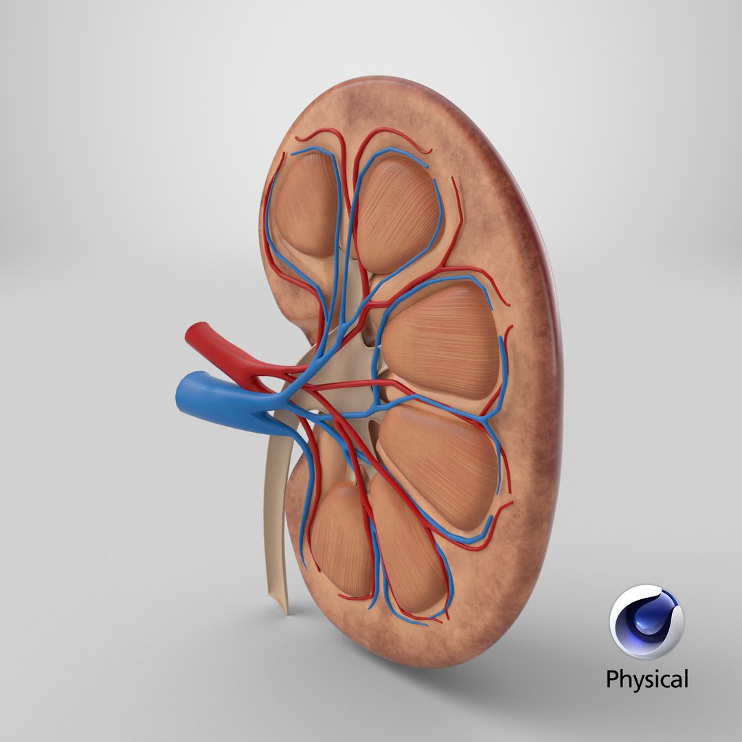 3D model Kidney Anatomy cut away https://p.turbosquid.com/ts-thumb/VD/8acP0u/mj/stemcell_cinema_4d_physical_render/png/1757932558/1920x1080/fit_q87/8dd9c4ca5878985fe3610e7d784693ebe9c742e5/stemcell_cinema_4d_physical_render.jpg