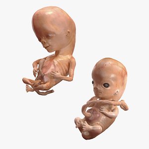 trimester human embryos rigged 3D model