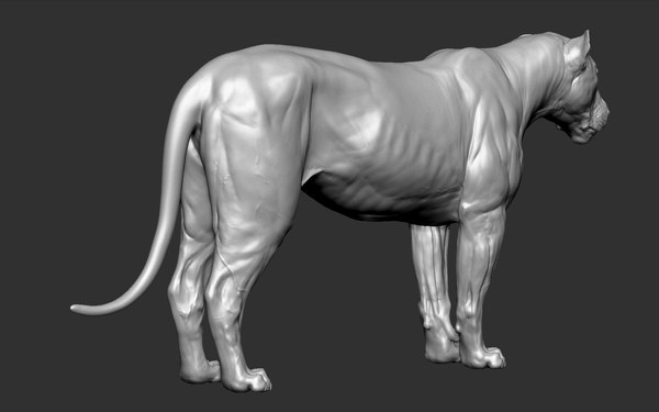 3D model lion cat big - TurboSquid 1466543