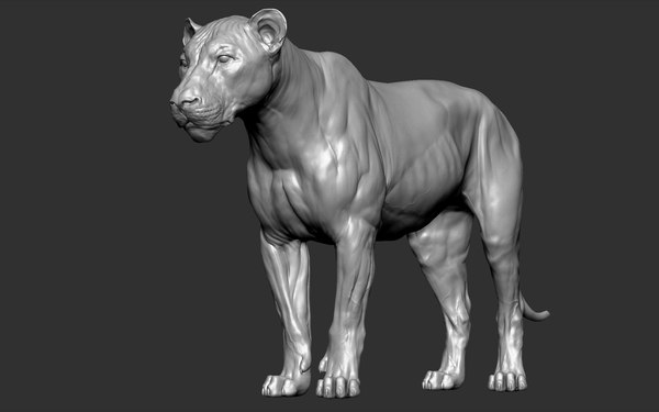 3D model lion cat big - TurboSquid 1466543