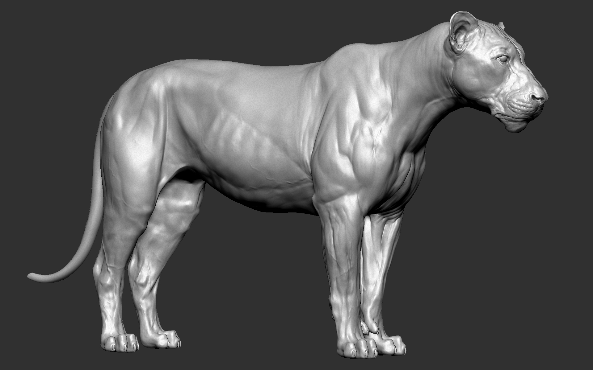 3D model lion cat big - TurboSquid 1466543