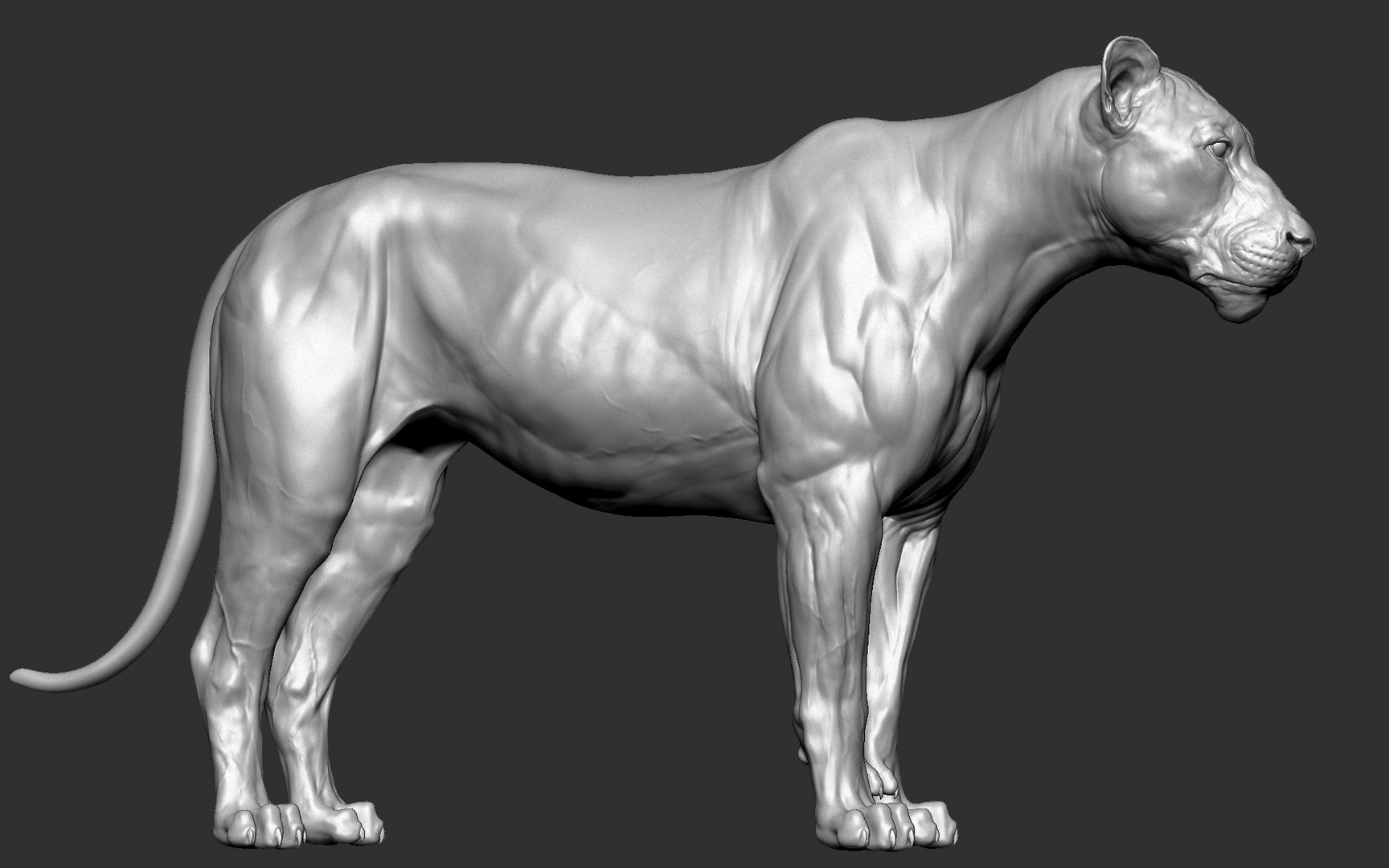 3D Model Lion Cat Big - TurboSquid 1466543